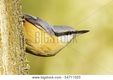 Sitta europaea / Eurasian Nuthatch in natural habitat - closeup