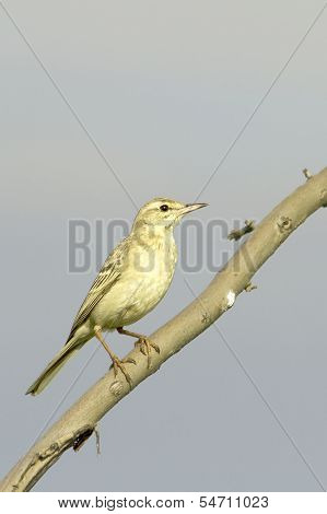 tawny pipit in natural habitat (Anthus campestris)