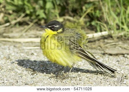 A male of Yellow Wagtail (Motacilla flava superciliata)