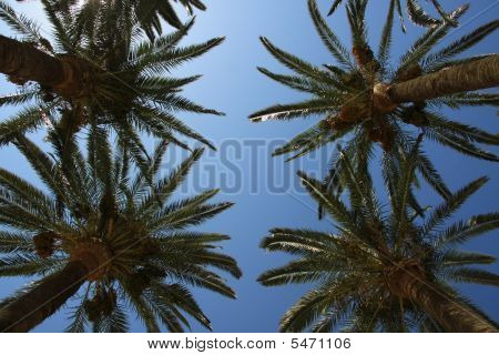 Four Palms Trees Heads