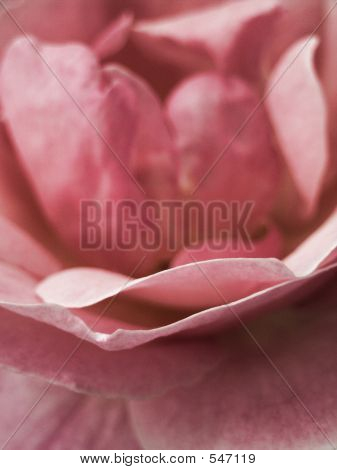 Rose Closeup