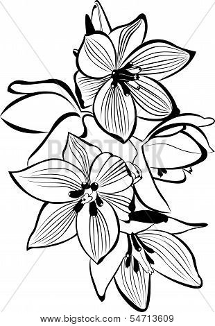 orchids