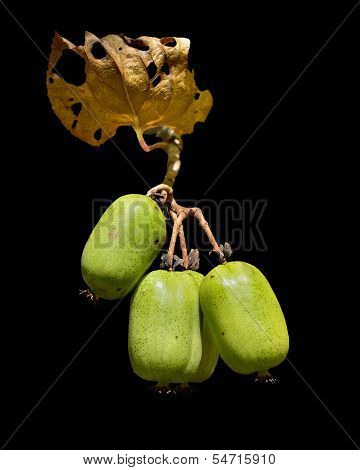 Berries Of Far-east