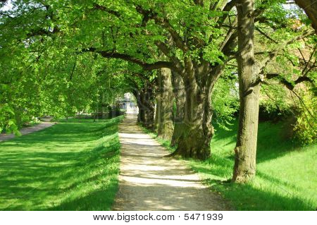 Summer Tree Alley