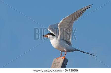 Forsters Tern