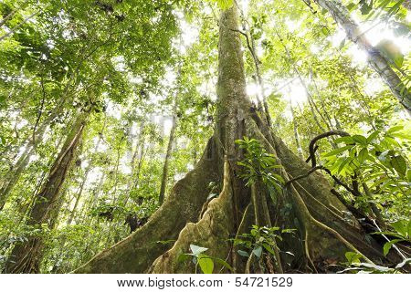 Large tree in primary tropical rainforest