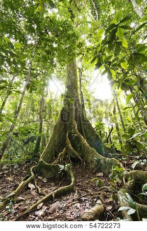 Large tree in primary tropical rainforest