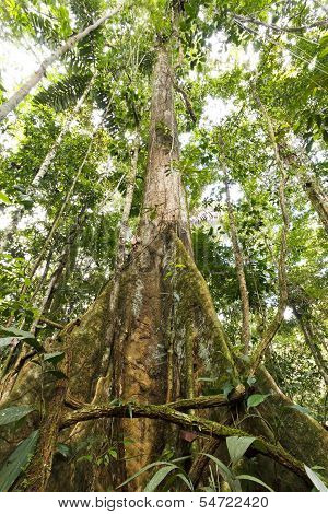 Large tree in primary tropical rainforest