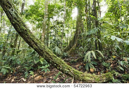 Large tree in primary tropical rainforest