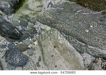 Rock And Snail Tracks