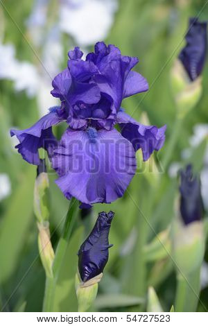 Flower of bearded iris closeup