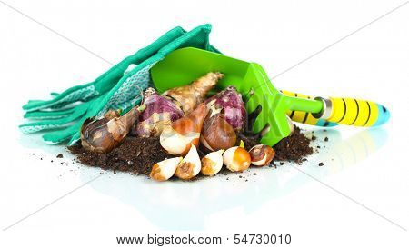 Flower bulbs, isolated on white