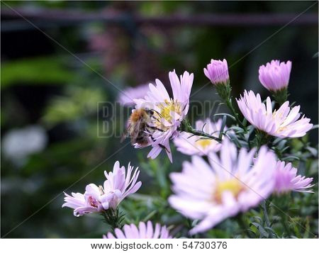 Flowers and bees