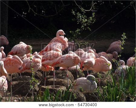 Flamingos