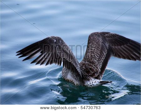 Seagull on water