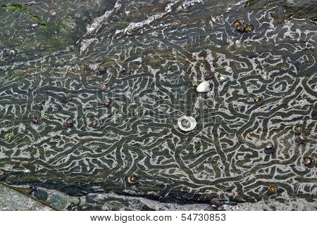 Rock And Snail Tracks