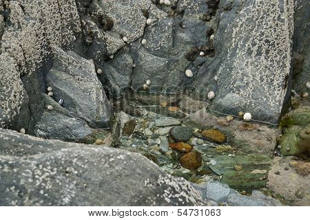 Rock And Barnacles