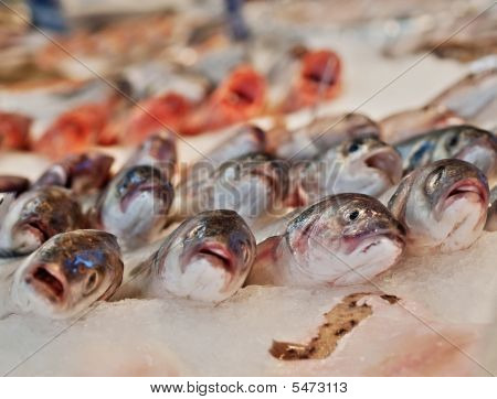 Basse mer poissons au marché pour la vente