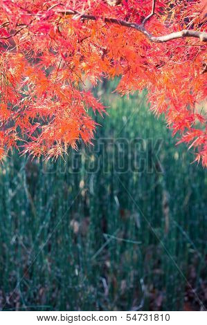 Autumn Colors