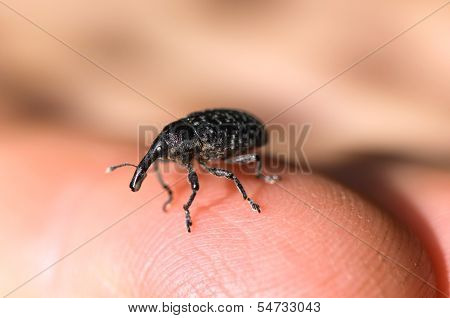 5_stock_small Elephant Beetle.jpg