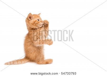 Red kitten standing playing