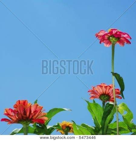 Zinnia blomster og blå himmel