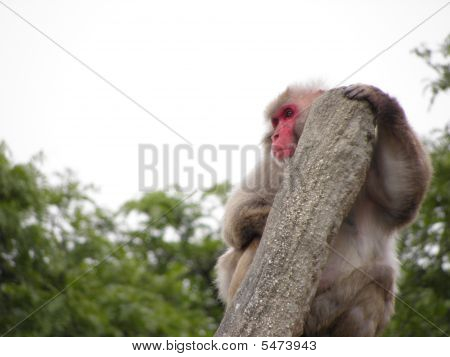 Einsame Affe im Baum