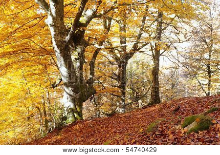 Beech Forest.