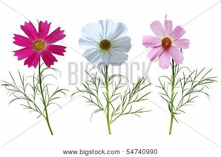 Cosmos Bipinnatus