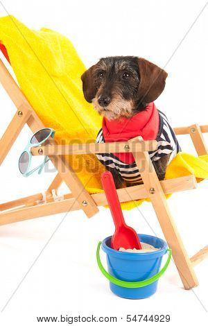 Wire haired dachshund in beach chair isolated over white background