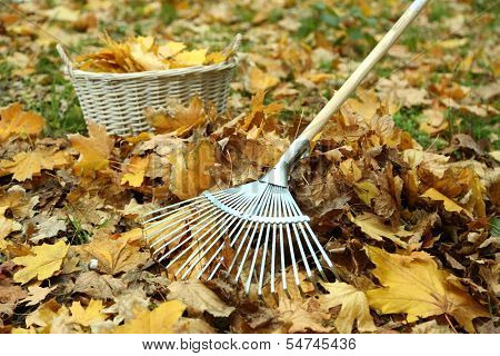 Cleaning of autumn leaves on a green lawn