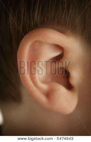 Ear