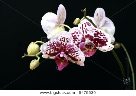 Orchid