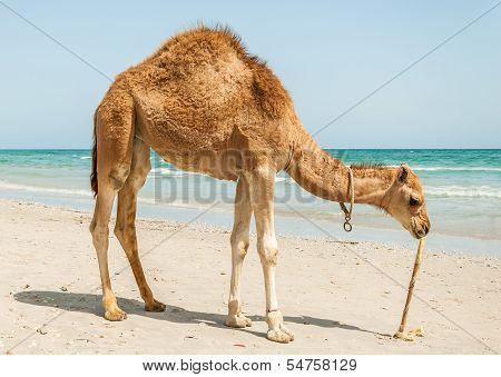 Camel On The Beach