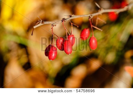 Berries And Thorns