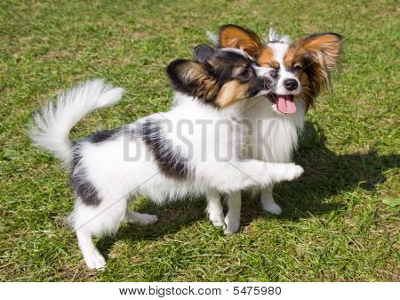 Papillons