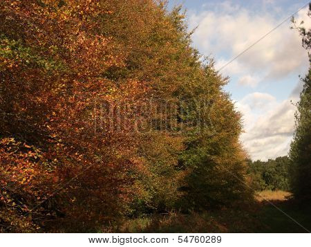 Trees with autumn leaves.