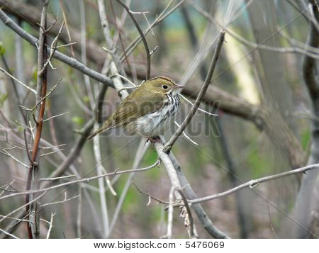 Ovenbird posazený