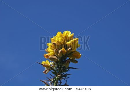 Gorse Bush