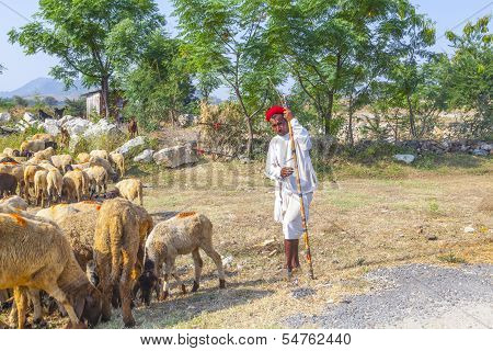 A Rajasthani Tribal Man Wearing Traditional Colorful Red Turban And Protects The Goats