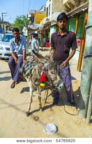Donkey With Cart For Hire