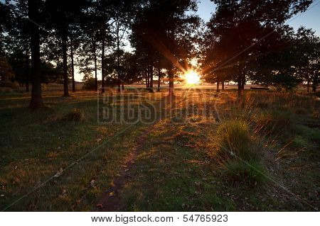 Sunset Beams In The Forest
