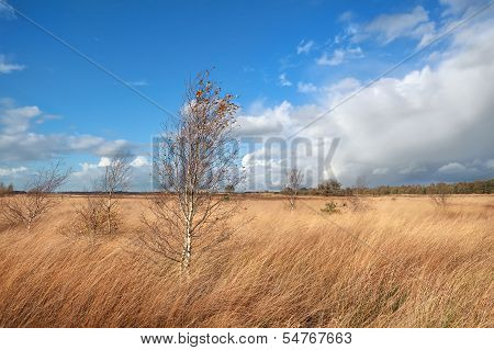 Birch Trees On Marsh Over Blue Sky