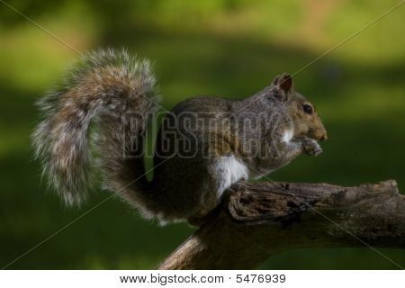 Eating Squirrel