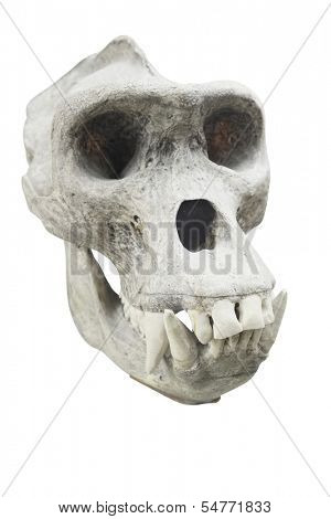 Skull of a primacy
