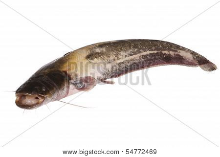 Catfish On White (clipping Path)
