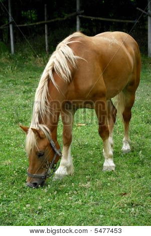 Cavallo su campo verde