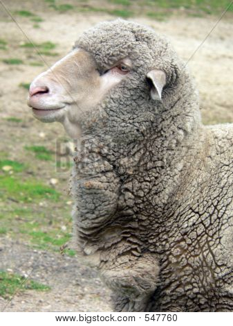 Lamb