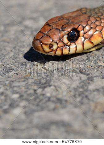 Snake's Head