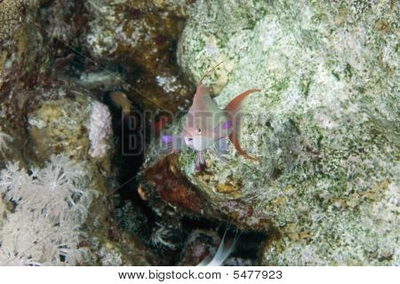 Lyretail Anthias